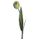 Green Tulip - Rogey