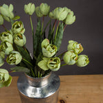 Green Tulip - Rogey