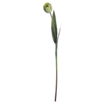 Green Tulip - Rogey