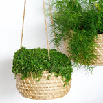 Hanging Seagrass Planter Set of 2 - Rogey