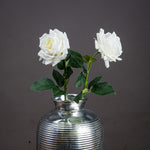 Large White Garden Rose - Rogey