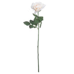 Large White Garden Rose - Rogey