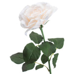 Large White Garden Rose - Rogey