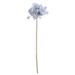 Light Blue Large Headed Agapanthus - Rogey