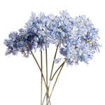 Light Blue Large Headed Agapanthus - Rogey