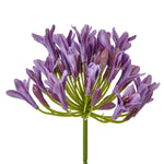 Lilac Agapanthus Spray - Rogey