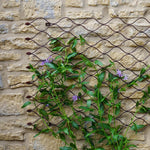 Outdoor Honeycomb Trellis Bronze H84cm W62cm - Rogey