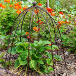 Outdoor Wire Netted Plant Protector Bronze H55cm W47 - Rogey