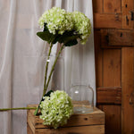 Oversized Green Hydrangea - Rogey