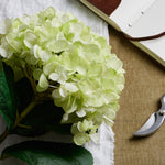 Oversized Green Hydrangea - Rogey