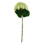 Oversized Green Hydrangea - Rogey