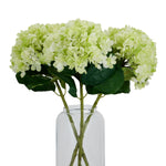 Oversized Green Hydrangea - Rogey