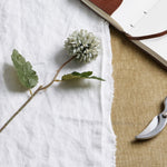 Pale Green Blue Short Chrysanthemum - Rogey