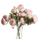 Pastel Pink Ranunculus - Rogey