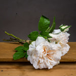 Peachy Cream Short Stem Rose Bouquet - Rogey