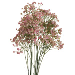 Pink Babys Breath Gypsophilia - Rogey