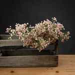 Pink Babys Breath Gypsophilia - Rogey