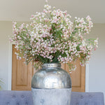 Pink Babys Breath Gypsophilia - Rogey