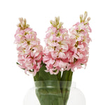 Pink Hyacinth Stem - Rogey