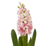 Pink Hyacinth Stem - Rogey