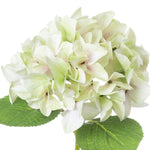 Shabby Green Single Hydrangea - Rogey