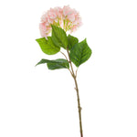 Single Pink Hydrangea - Rogey