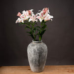 Stargazer Lily - Rogey