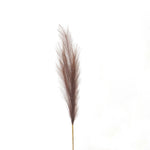 Taupe Faux Pampas Grass Stem - Rogey