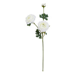 The Natural Garden Collection White Ranunculus - Rogey