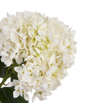 White Hydrangea Stem - Rogey