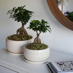 White Round Bonsai Planter Set of 2 - Rogey