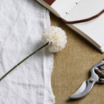 White Short Chrysanthemum - Rogey