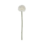 White Short Chrysanthemum - Rogey