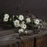 White Wild Meadow Rose - Rogey