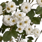 White Wild Meadow Rose - Rogey